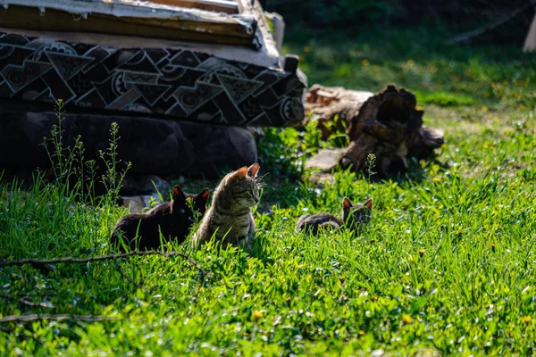 Pequenos gatinhos brincando na grama verde. Verão — Fotografia de Stock