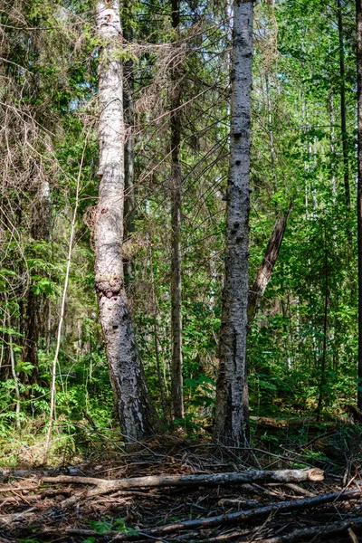 Świeży zielony las wiosną z drzewami — Zdjęcie stockowe