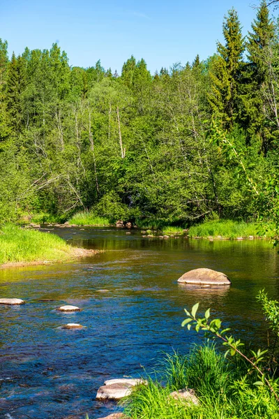 ağaçlar ile orman kayalık dere doğal nehir görünümü manzara