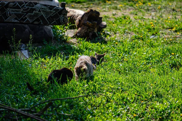 Små kattungar som leker i grönt gräs. Sommaren — Stockfoto