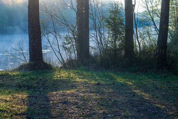 ağaçlar ile orman kayalık dere doğal nehir görünümü manzara