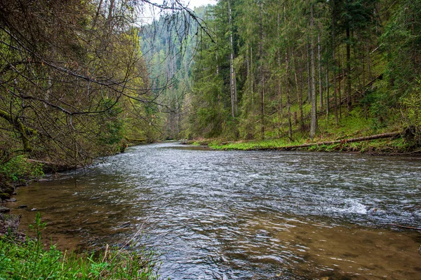 Malebná řeka s výhledem na krajinu lesních skalnatých proudů se stromy na — Stock fotografie