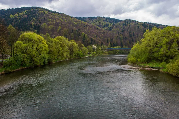 ağaçlar ile orman kayalık dere doğal nehir görünümü manzara