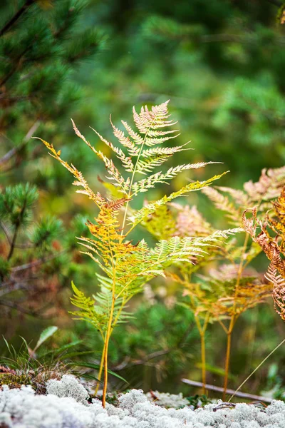 Hojas coloridas de árboles en otoño soleado en la naturaleza —  Fotos de Stock