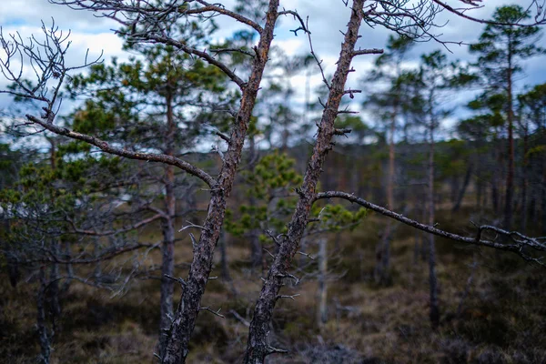 Bažinná krajina na jaře s malými borovicemi — Stock fotografie