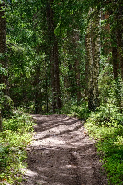 ağaçlar ile ilkbaharda taze yeşil orman