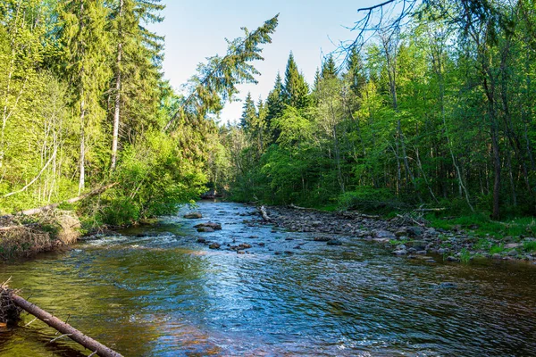 scenic river view landscape of forest rocky stream with trees on