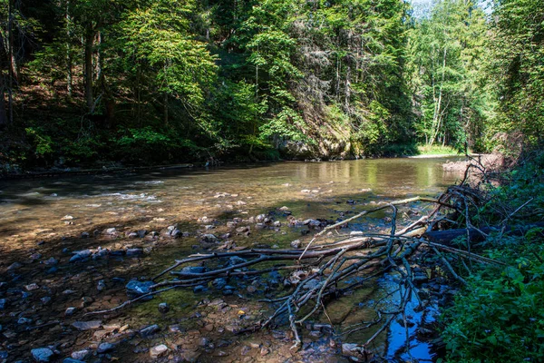 Paisagem vista panorâmica rio de floresta córrego rochoso com árvores em — Fotografia de Stock