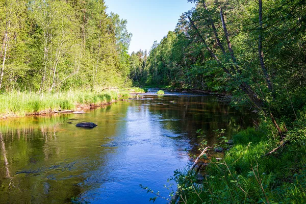 Naturskön flodutsikt landskap av skog stenig bäck med träd på — Stockfoto