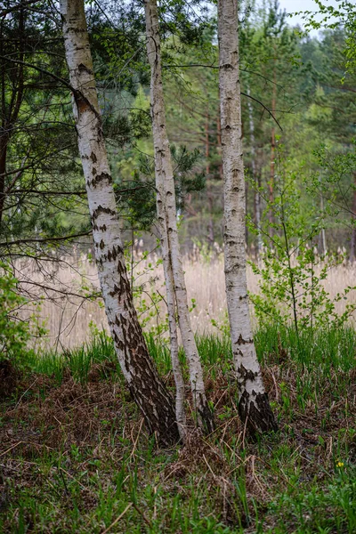 Färsk grön skog på våren med träd — Stockfoto