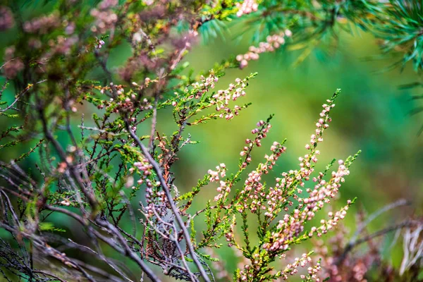 Hojas coloridas de árboles en otoño soleado en la naturaleza —  Fotos de Stock