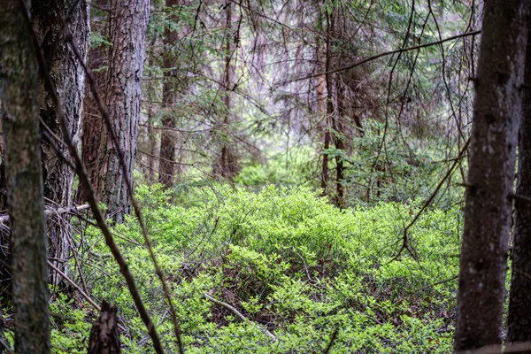 Forêt verte fraîche au printemps avec des arbres — Photo