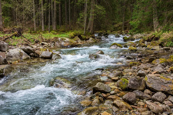 scenic river view landscape of forest rocky stream with trees on