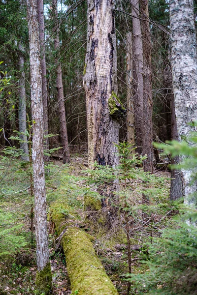 Fris groen bos in het voorjaar met bomen — Stockfoto