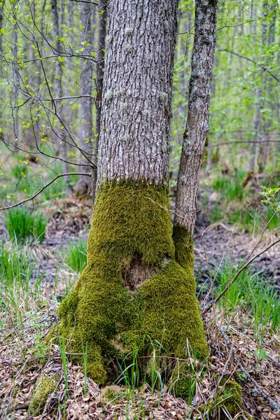 春天有树木的清新的绿色森林 — 图库照片