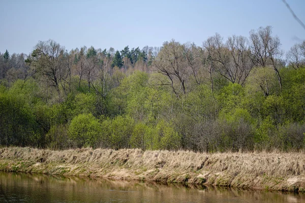 Orilla del río en primavera con árboles pintorescos y pastos verdes —  Fotos de Stock
