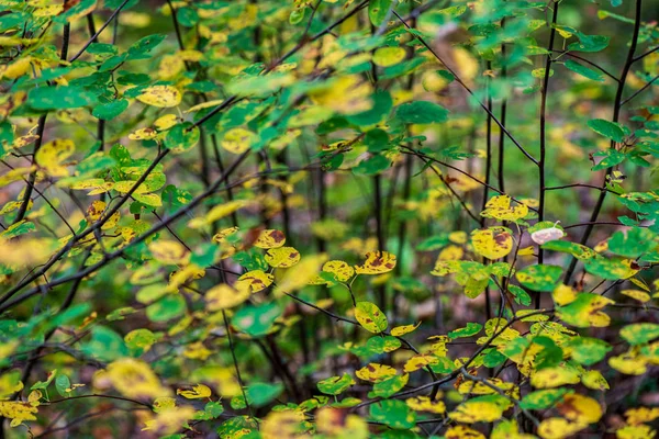Foglie di albero colorate in autunno soleggiato nella natura — Foto Stock