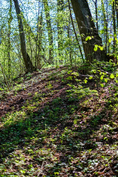 Foresta verde fresca in primavera con alberi — Foto Stock