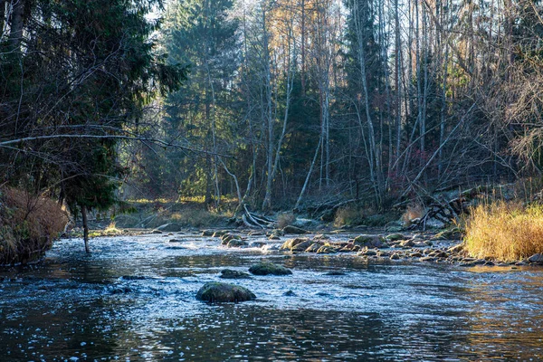 Мальовничий вид на річку пейзаж лісового кам'яного струмка з деревами на — стокове фото