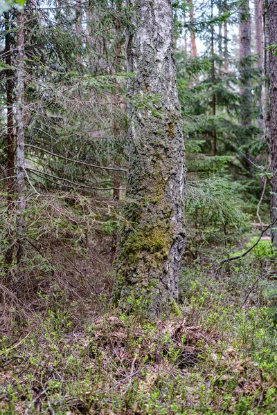 Tavaszi friss zöld erdő fával — Stock Fotó