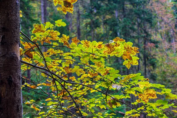 Foglie di albero colorate in autunno soleggiato nella natura — Foto Stock
