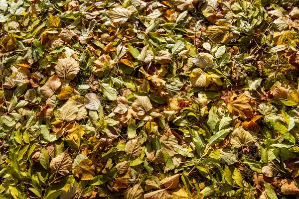 doğada güneşli sonbaharda renkli ağaç yaprakları