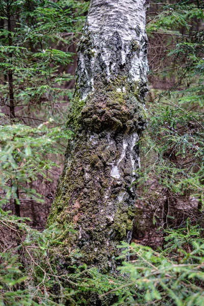 Frischer grüner Wald im Frühling mit Bäumen — Stockfoto