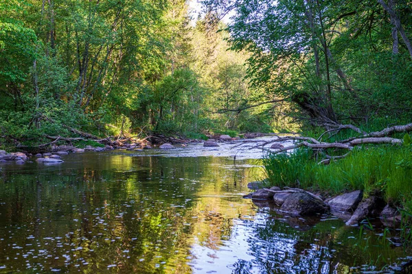 Ağaçlar ile orman kayalık dere doğal nehir görünümü manzara — Stok fotoğraf