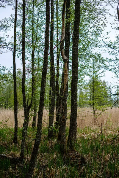 Forêt verte fraîche au printemps avec des arbres — Photo