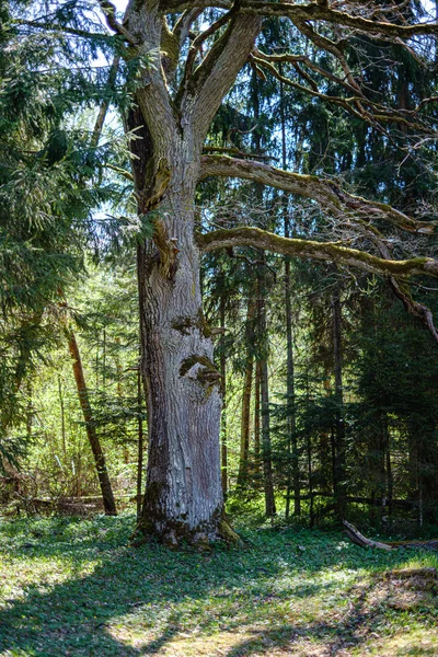 Čerstvý zelený les na jaře se stromy — Stock fotografie