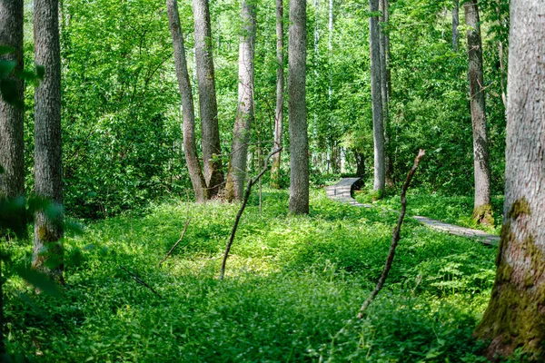 ağaçlar ile ilkbaharda taze yeşil orman