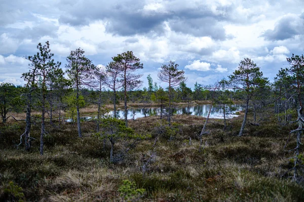 küçük çam ağaçları ile ilkbaharda bataklık manzara