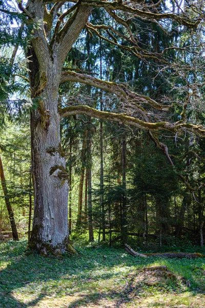 Foresta verde fresca in primavera con alberi — Foto Stock