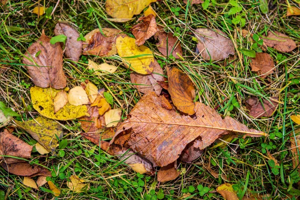 Πολύχρωμα φύλλα δέντρο σε ηλιόλουστο φθινόπωρο στη φύση — Φωτογραφία Αρχείου
