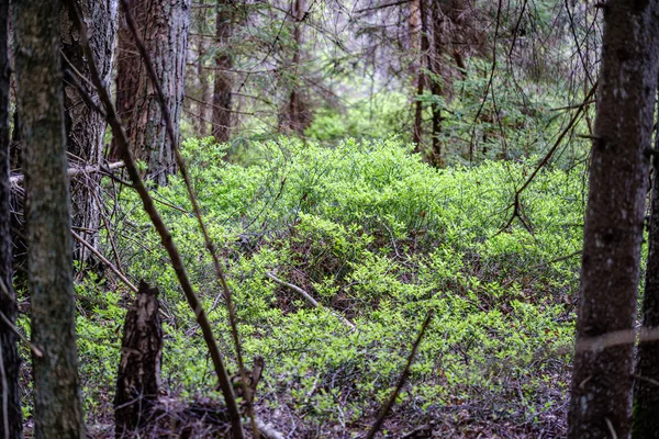 Świeży zielony las wiosną z drzewami — Zdjęcie stockowe