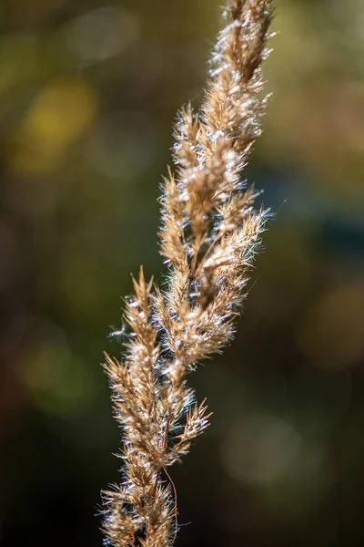 doğada güneşli sonbaharda renkli ağaç yaprakları