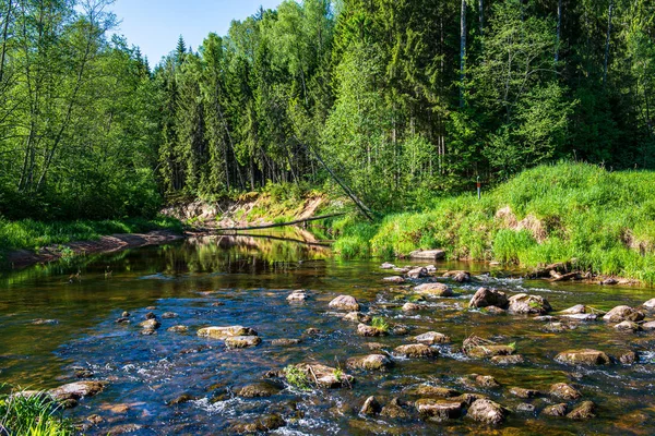 Vista panorámica del río paisaje de bosque arroyo rocoso con árboles en —  Fotos de Stock