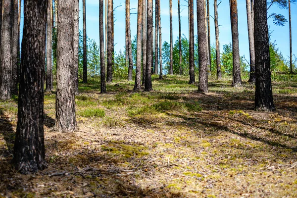 Свежий зеленый лес весной с деревьями — стоковое фото
