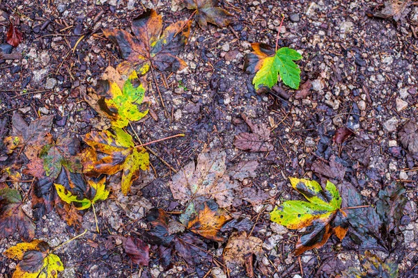 Hojas coloridas de árboles en otoño soleado en la naturaleza — Foto de Stock