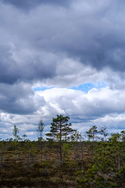 Küçük çam ağaçları ile ilkbaharda bataklık manzara — Stok fotoğraf