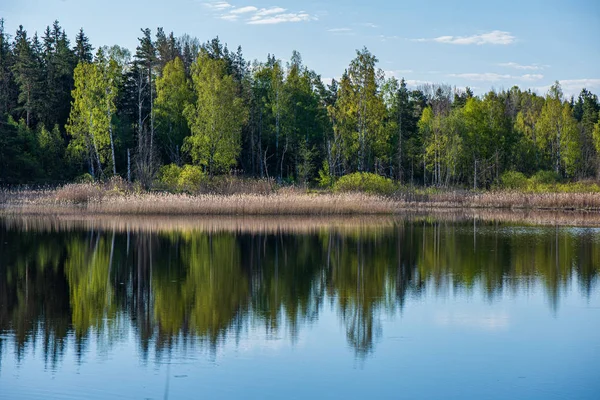 ağaçlar ile orman kayalık dere doğal nehir görünümü manzara