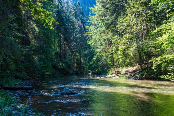 Paisagem vista panorâmica rio de floresta córrego rochoso com árvores em — Fotografia de Stock