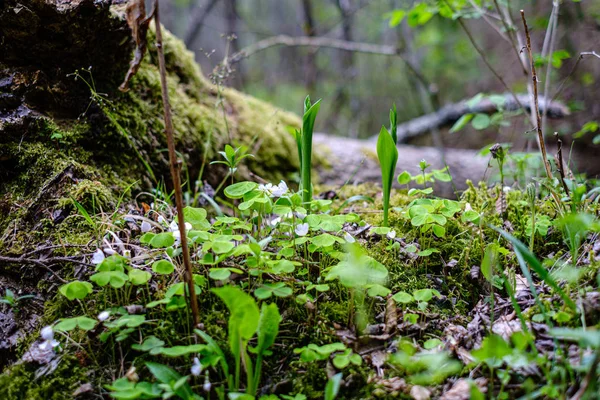 Foresta verde fresca in primavera con alberi — Foto Stock