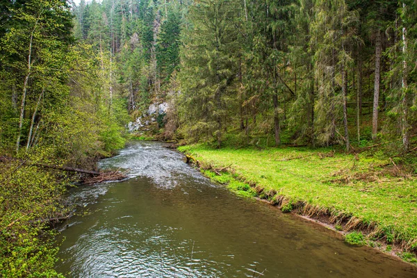 Malebná řeka s výhledem na krajinu lesních skalnatých proudů se stromy na — Stock fotografie