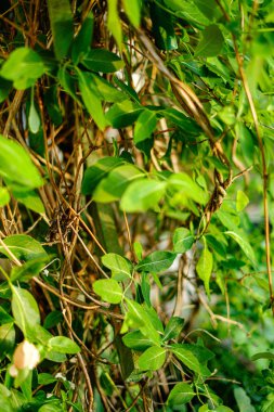 yeşil güneşli yaz aylarında yaprak yaprak çim doku