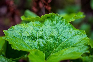 yeşil güneşli yaz aylarında yaprak yaprak çim doku