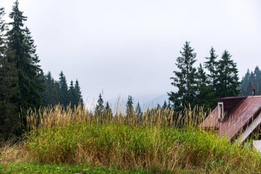 yukarıdan kırsal yaz gün sonsuz ormanlar