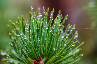 yeşil güneşli yaz aylarında yaprak yaprak çim doku