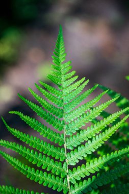 yeşil güneşli yaz aylarında yaprak yaprak çim doku