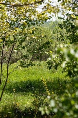 yeşil güneşli yaz aylarında yaprak yaprak çim doku